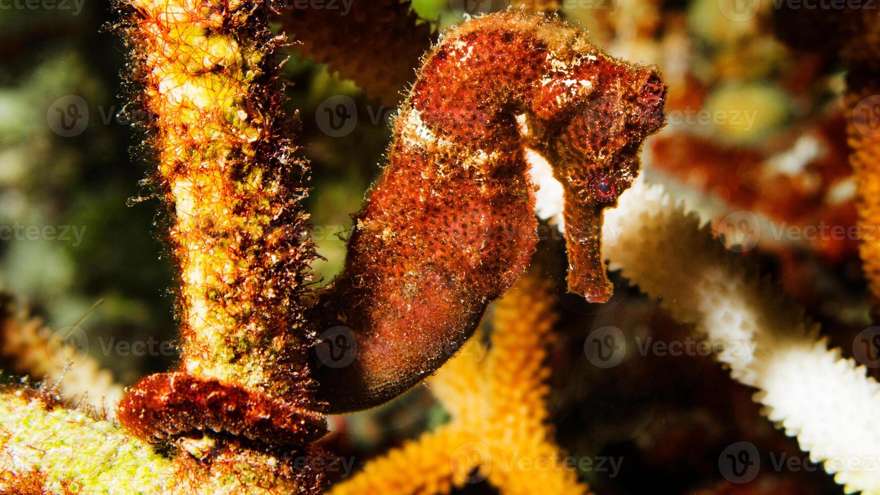 detailopname gemeenschappelijk kleurrijk zeepaardje of zeepaardje guttulatus zwemmen onder water, zeeleven foto