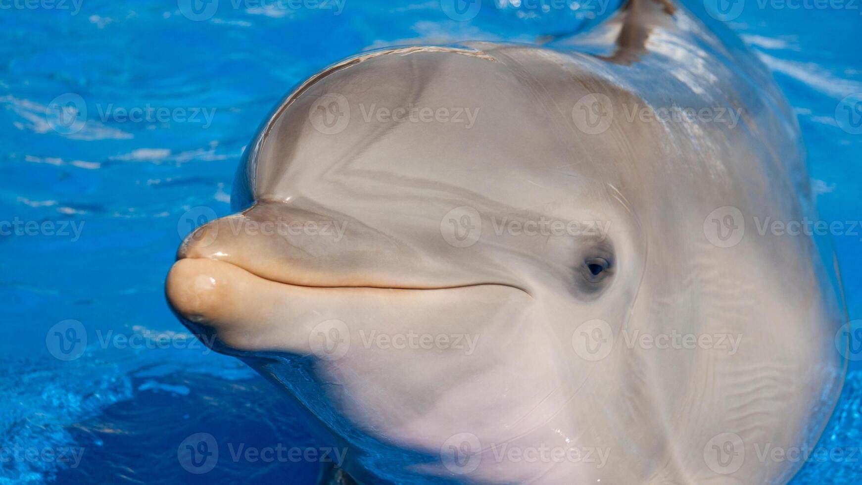 jong nieuwsgierig tuimelaar dolfijn glimlacht, speels gemeenschappelijk tursiops truncatus detailopname zwemmen onderwater. jumping uit van water foto