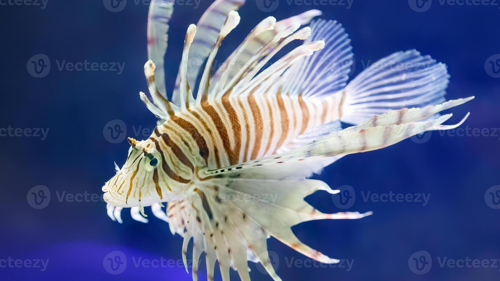 koraalduivel of pterois, een mooi roofzuchtig leeuw vis zwemt in zoeken van voedsel onderwater- foto