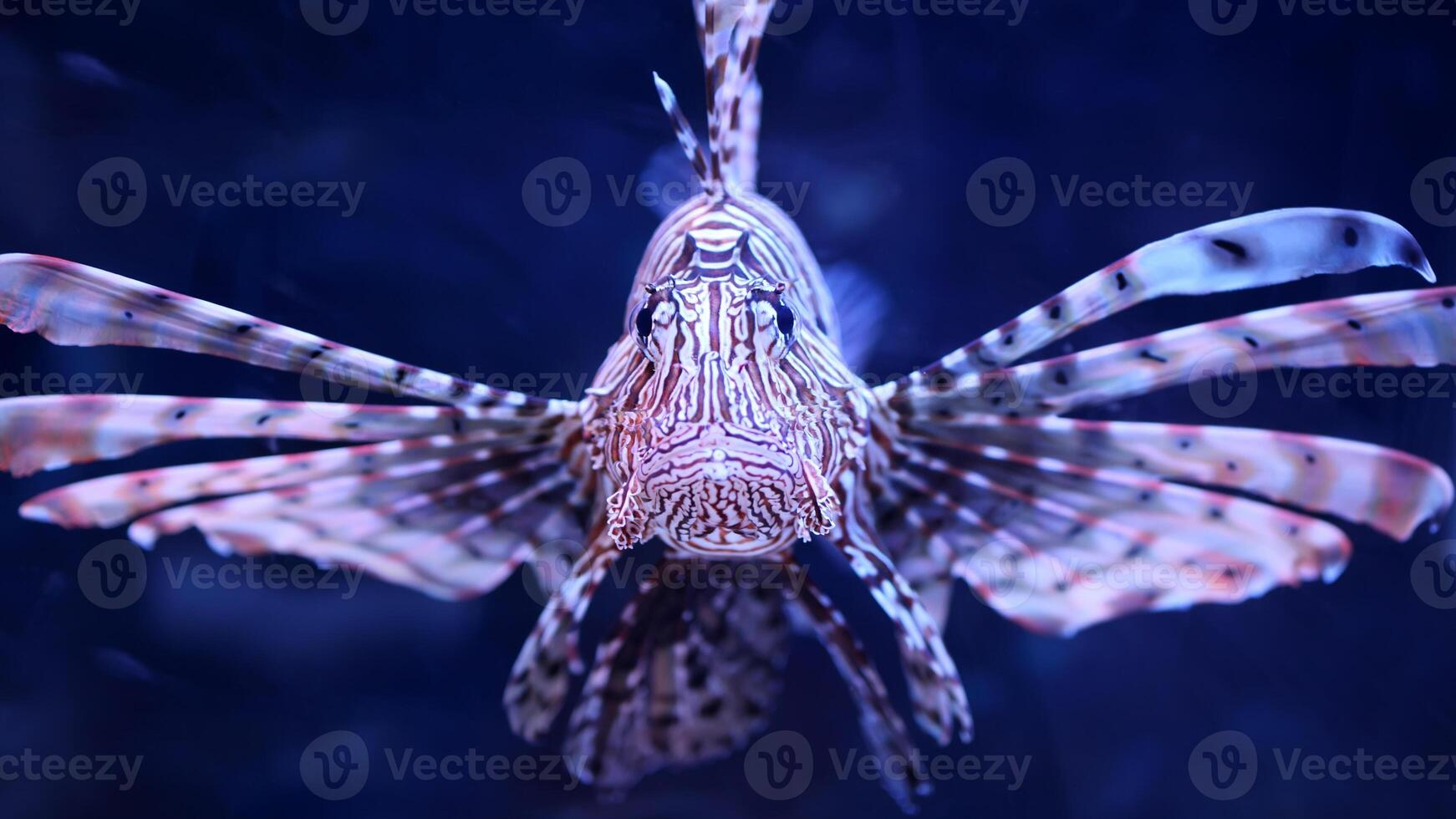 koraalduivel of pterois, een mooi roofzuchtig leeuw vis zwemt in zoeken van voedsel onderwater- foto