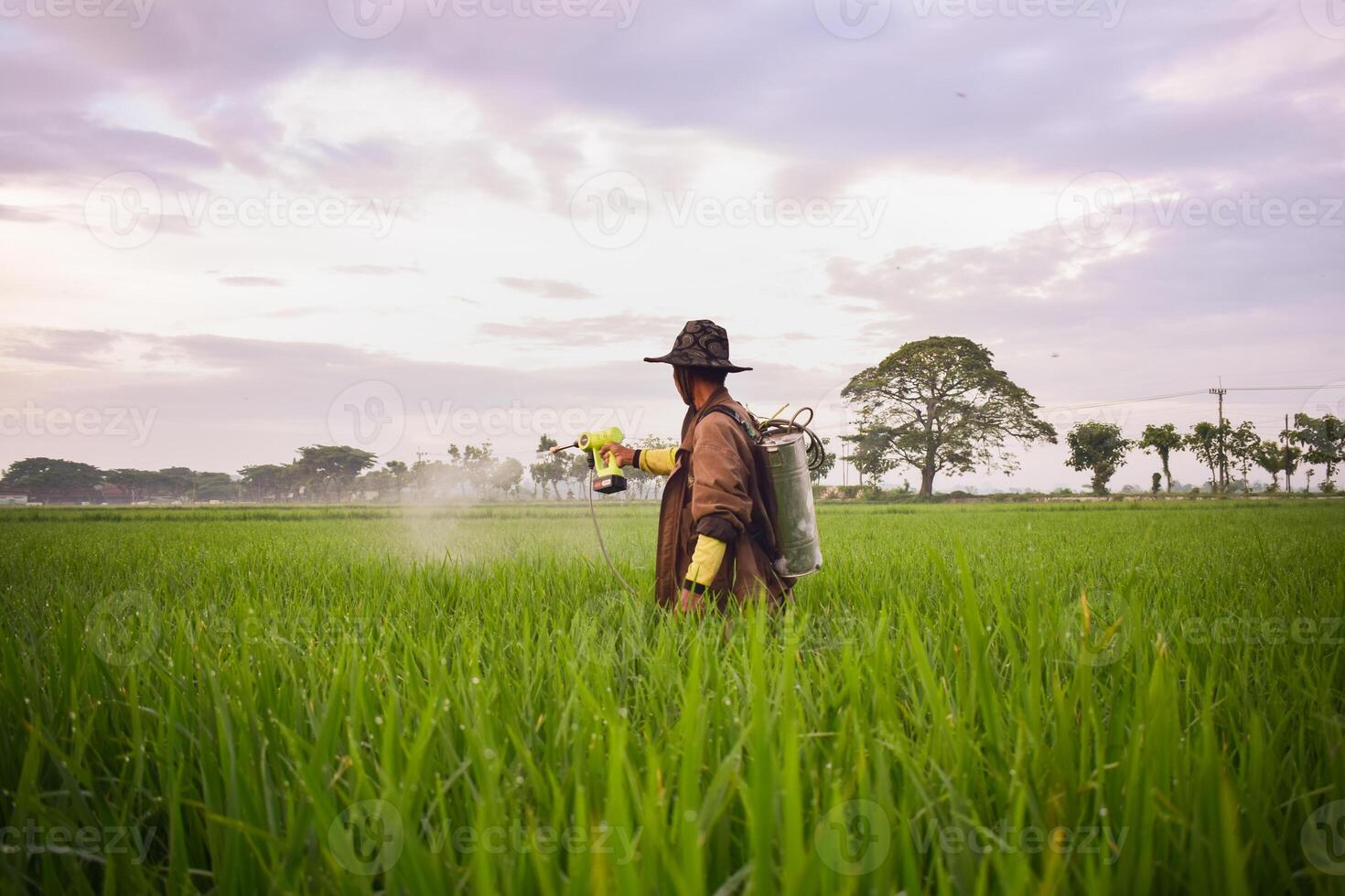 senior mannetje boer sproeien pesticiden naar rijstveld fabriek Aan zijn rijst- veld. landschap Indonesisch boer met schoonheid natuur foto