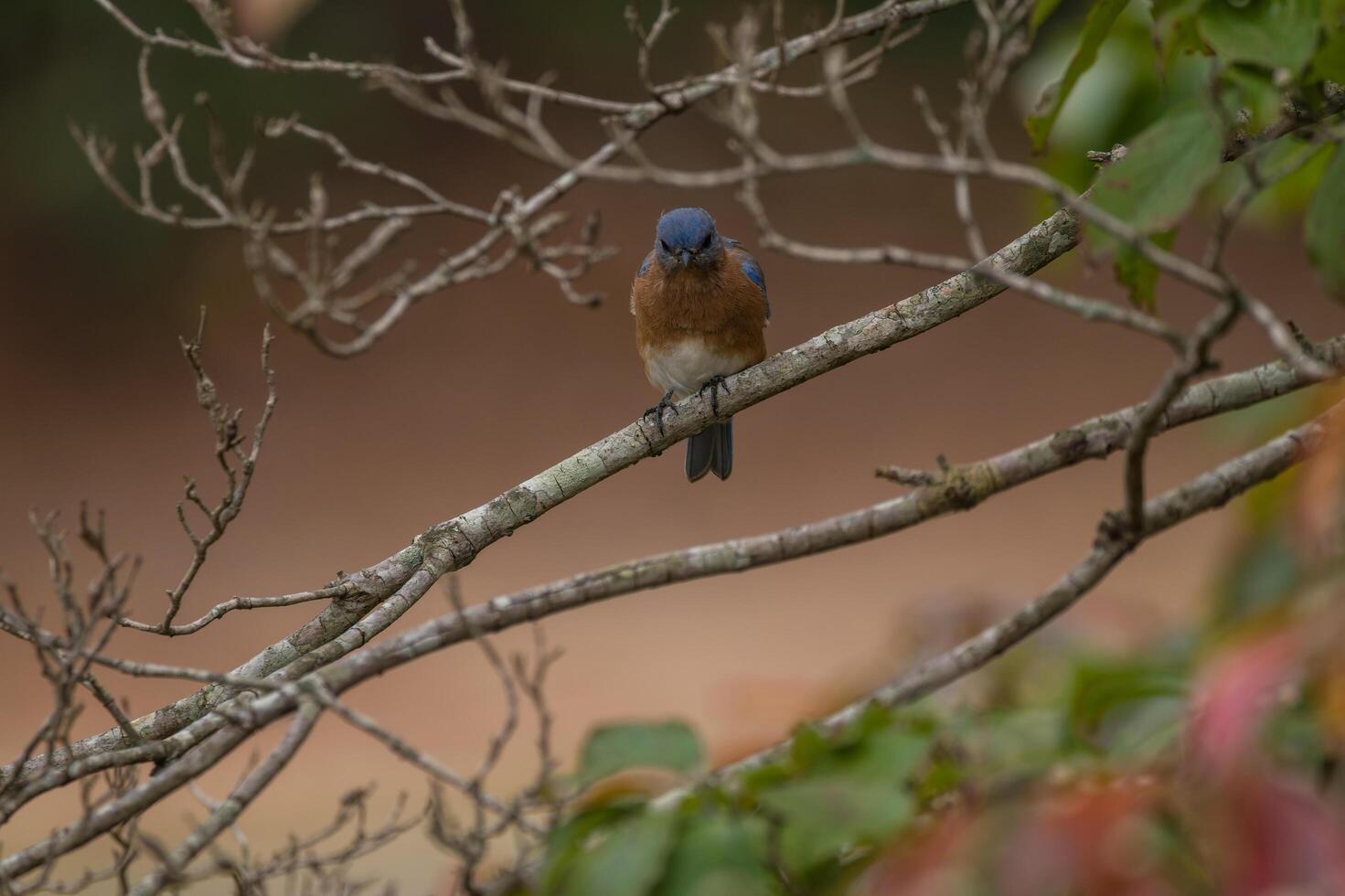 boos oostelijk blauwe vogel Aan een ledemaat foto