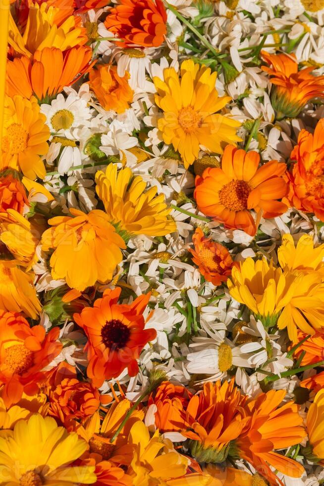 helder oranje bloemen van calendula en wit kamille detailopname. kruidengeneeskunde net zo een alternatief geneeskunde foto