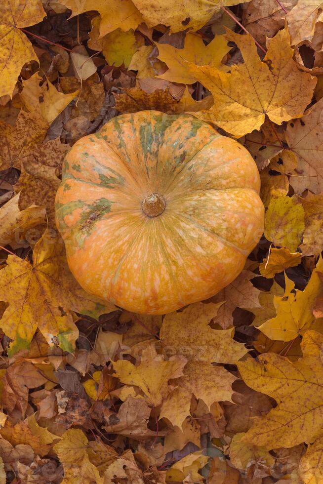 een rijp oranje ronde pompoen leugens Aan geel herfst bladeren. foto