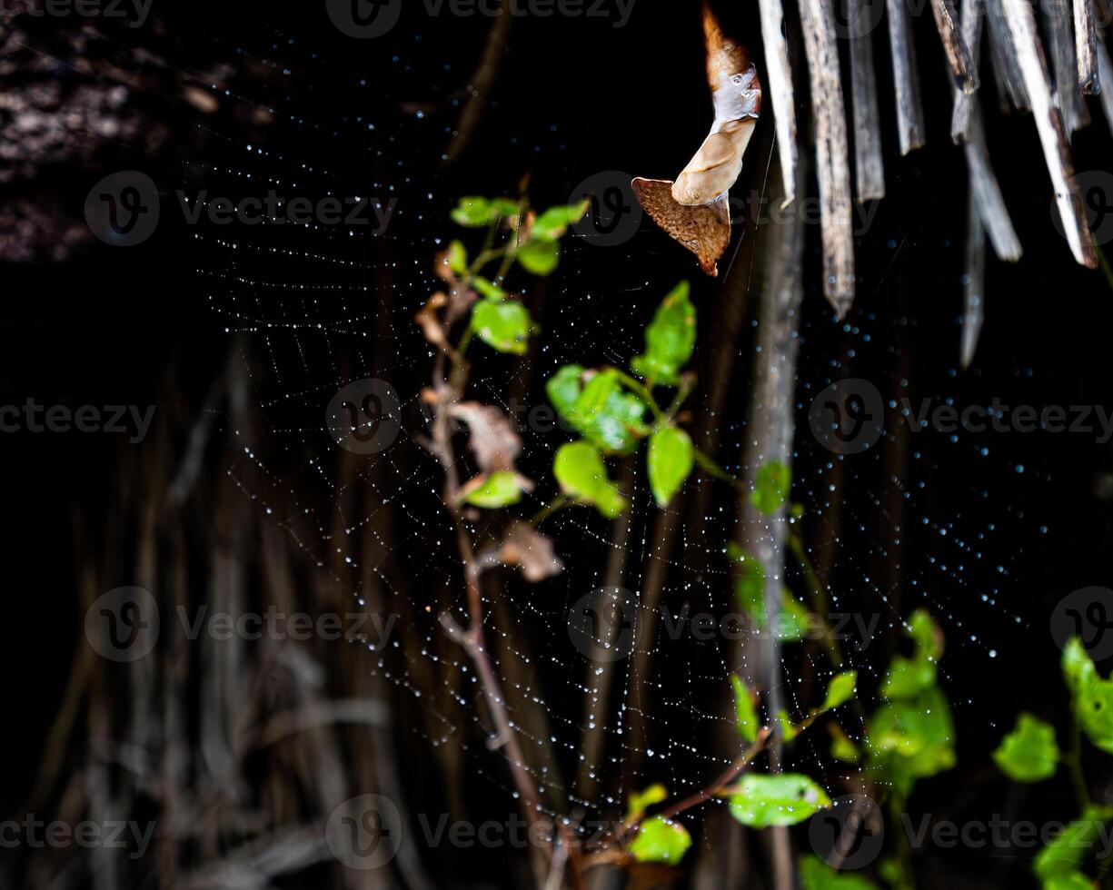 ochtend- dauw Aan spin web foto