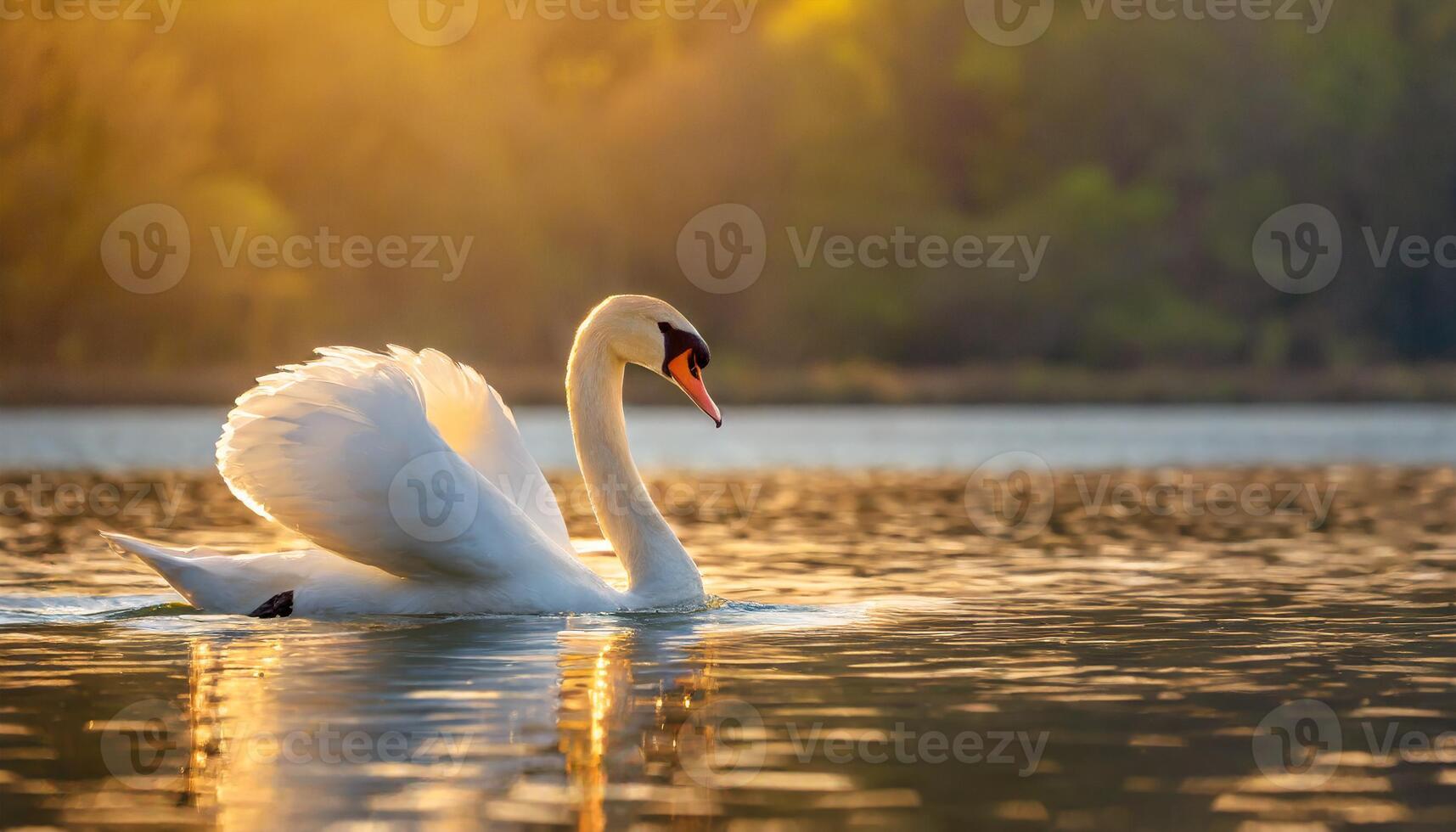 zwaan onder gouden uur foto