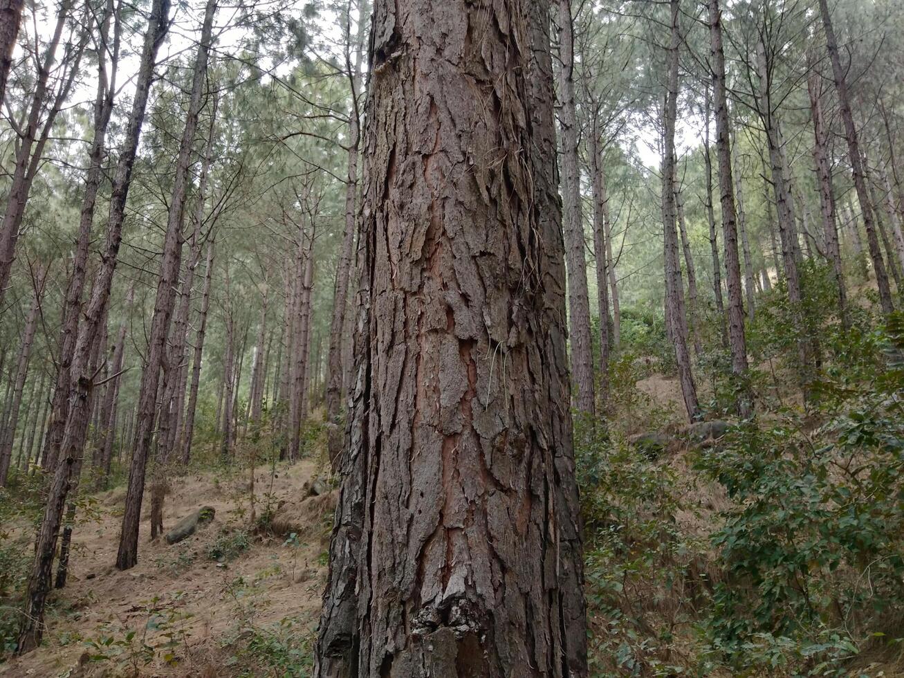 Woud achtergrond. donker Woud natuur visie foto