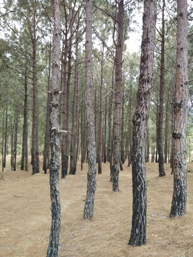 Woud achtergrond. donker Woud natuur visie foto