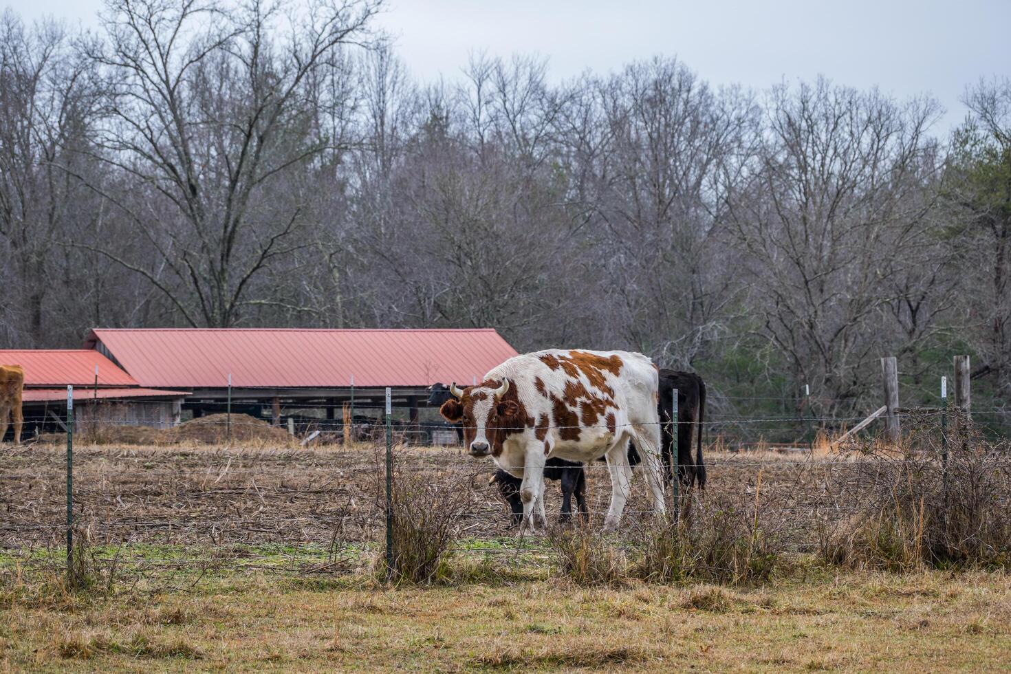 bruin en wit koe met hoorns foto