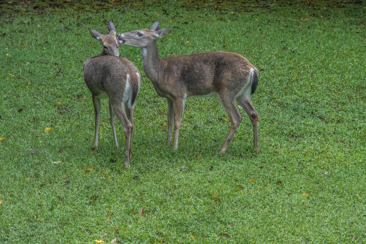 hert uiterlijke verzorging elk andere foto