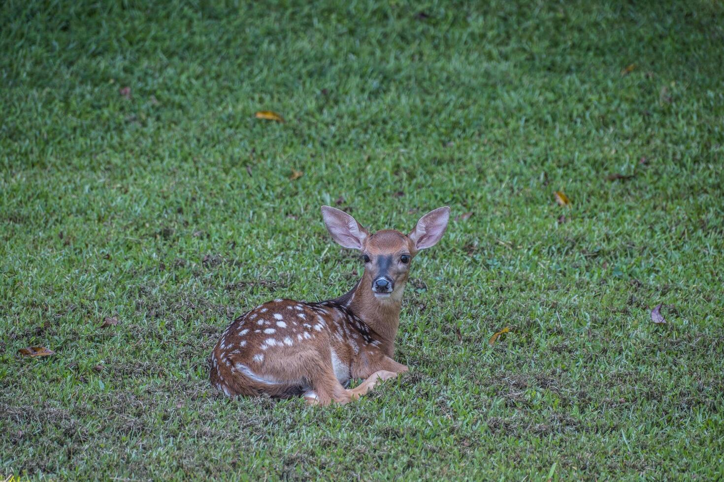 baby reekalf zittend in de gras foto