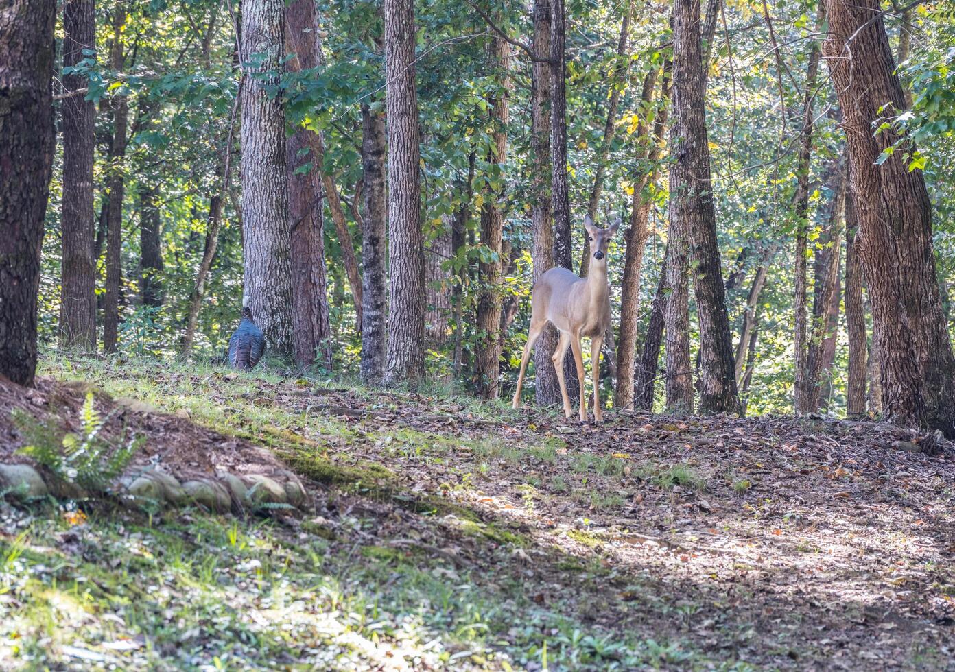 hert en een wild kalkoen in de bossen foto