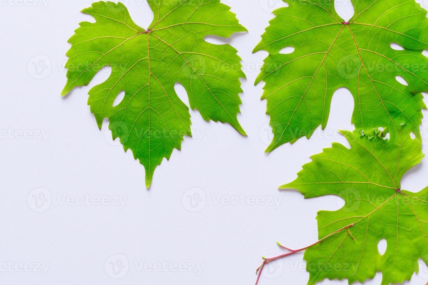 bladerrijk elegantie druif bladeren sieren wit papier model, een delicaat fusie van van de natuur charme Aan Scherm foto