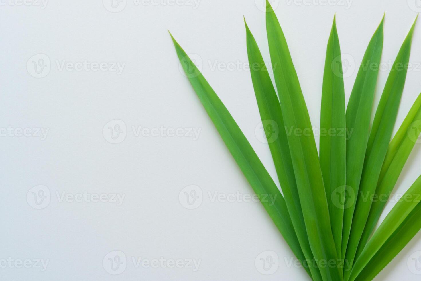 pandan blad rust Aan wit papier, een mengsel van van de natuur versheid Aan een schoon canvas foto