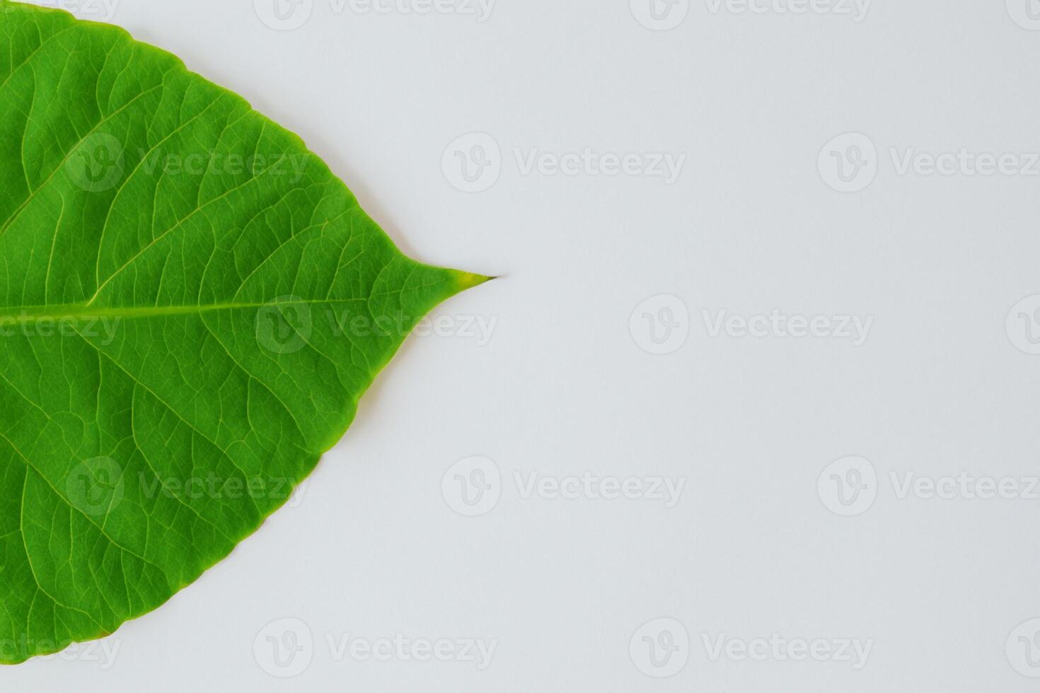 grillig elegantie mooi bladeren genade wit papier model, een sereen fusie van natuur en eenvoud foto