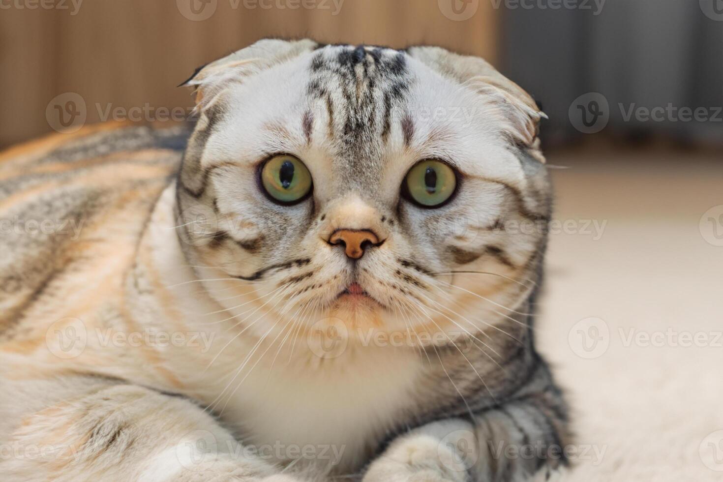 omarmen de schoonheid van een mooi schattig met bakkebaarden charme Schots vouwen, waar speels elegantie en vertederend bakkebaarden combineren in een boeiend portret van katachtig vreugde, brengen vreugde naar elke hart foto