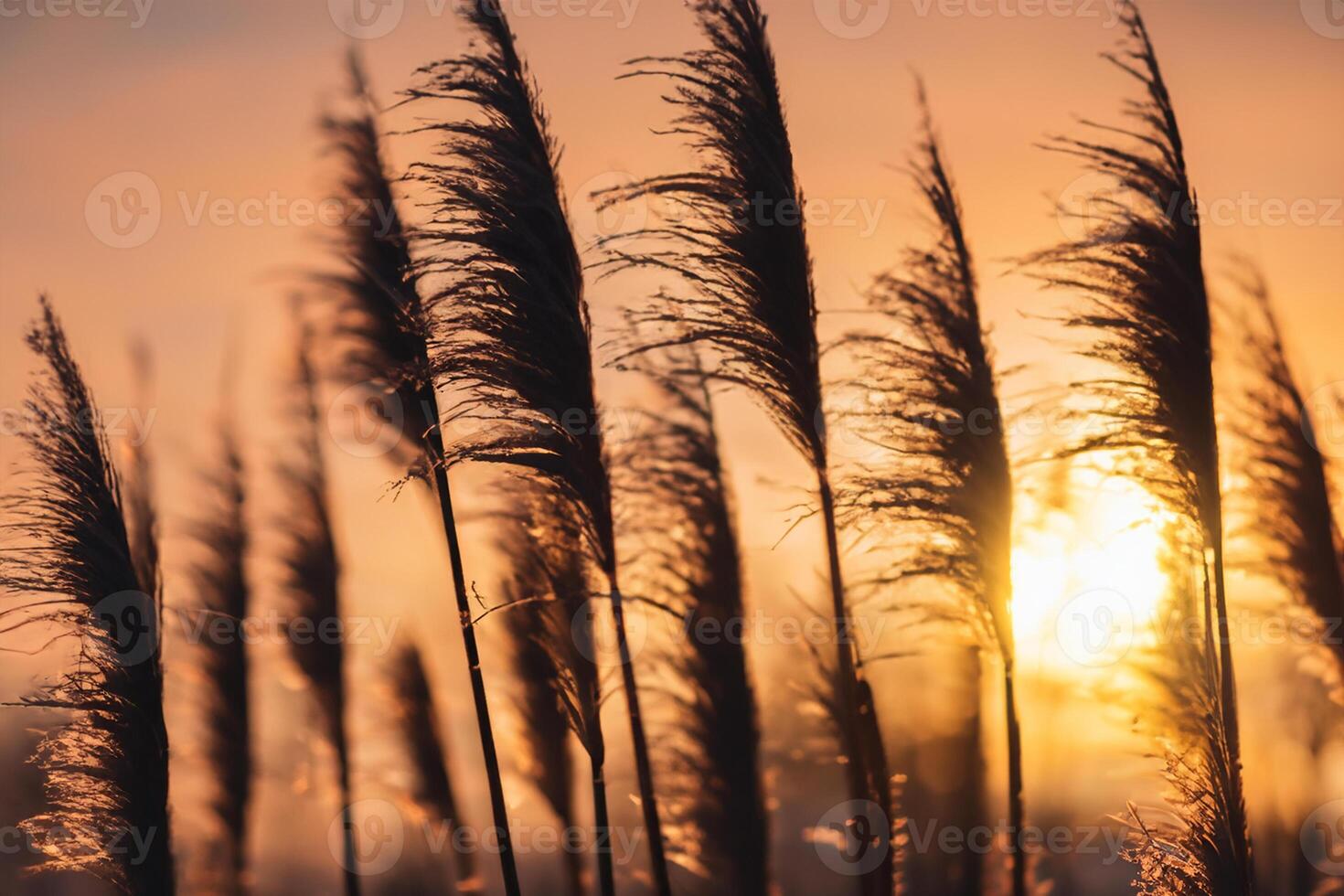 riet bloemen koesteren in de stralend gloed van de avond zon, creëren een spectaculair tapijtwerk van van de natuur vluchtig schoonheid in de rustig schemering lucht foto