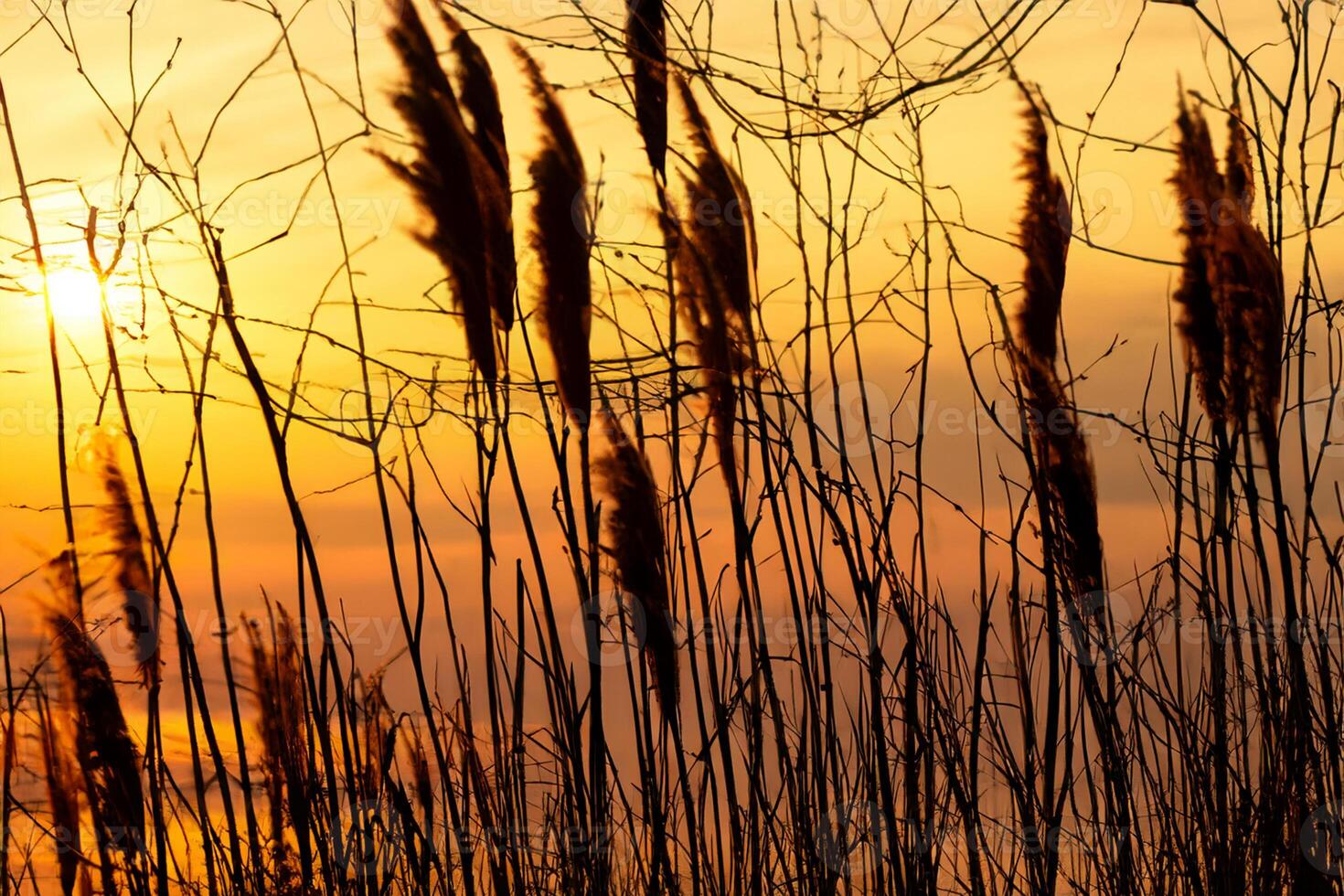 riet bloemen koesteren in de stralend gloed van de avond zon, creëren een spectaculair tapijtwerk van van de natuur vluchtig schoonheid in de rustig schemering lucht foto