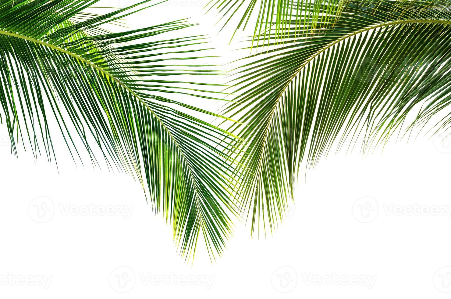 kokosnoot palm bladeren geïsoleerd Aan wit achtergrond foto