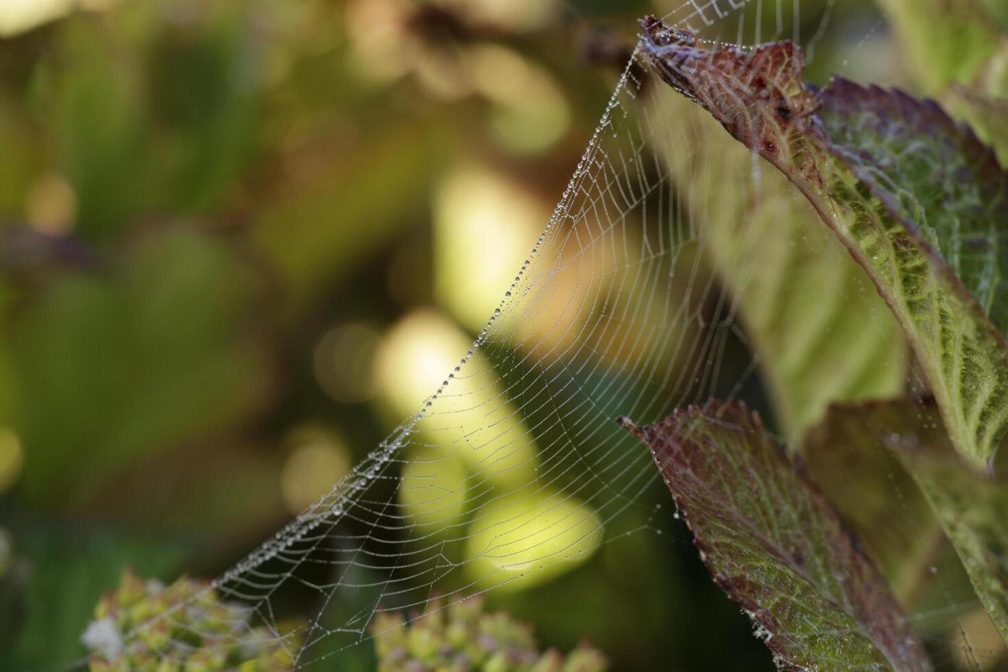 spinnenweb met dauw druppels, macro fotografie foto