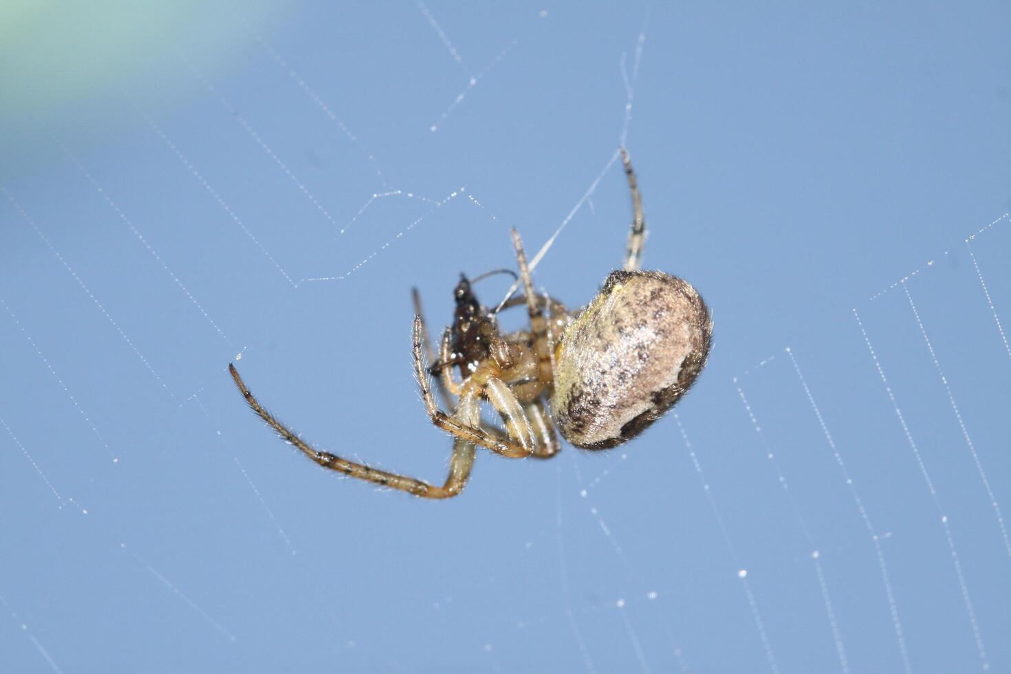 een spin in een spinnenweb foto