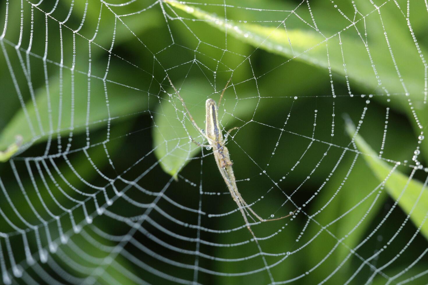 een spin in een spinnenweb foto