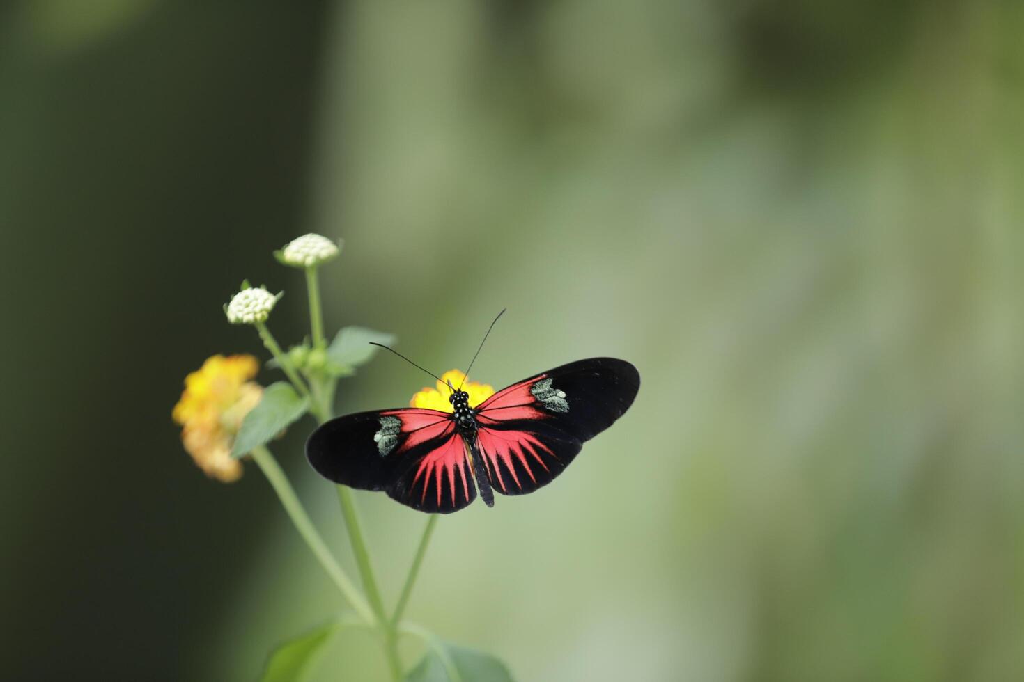 borstel voeten vlinders, algemeen bekend net zo de lange vleugels of heliconiërs foto