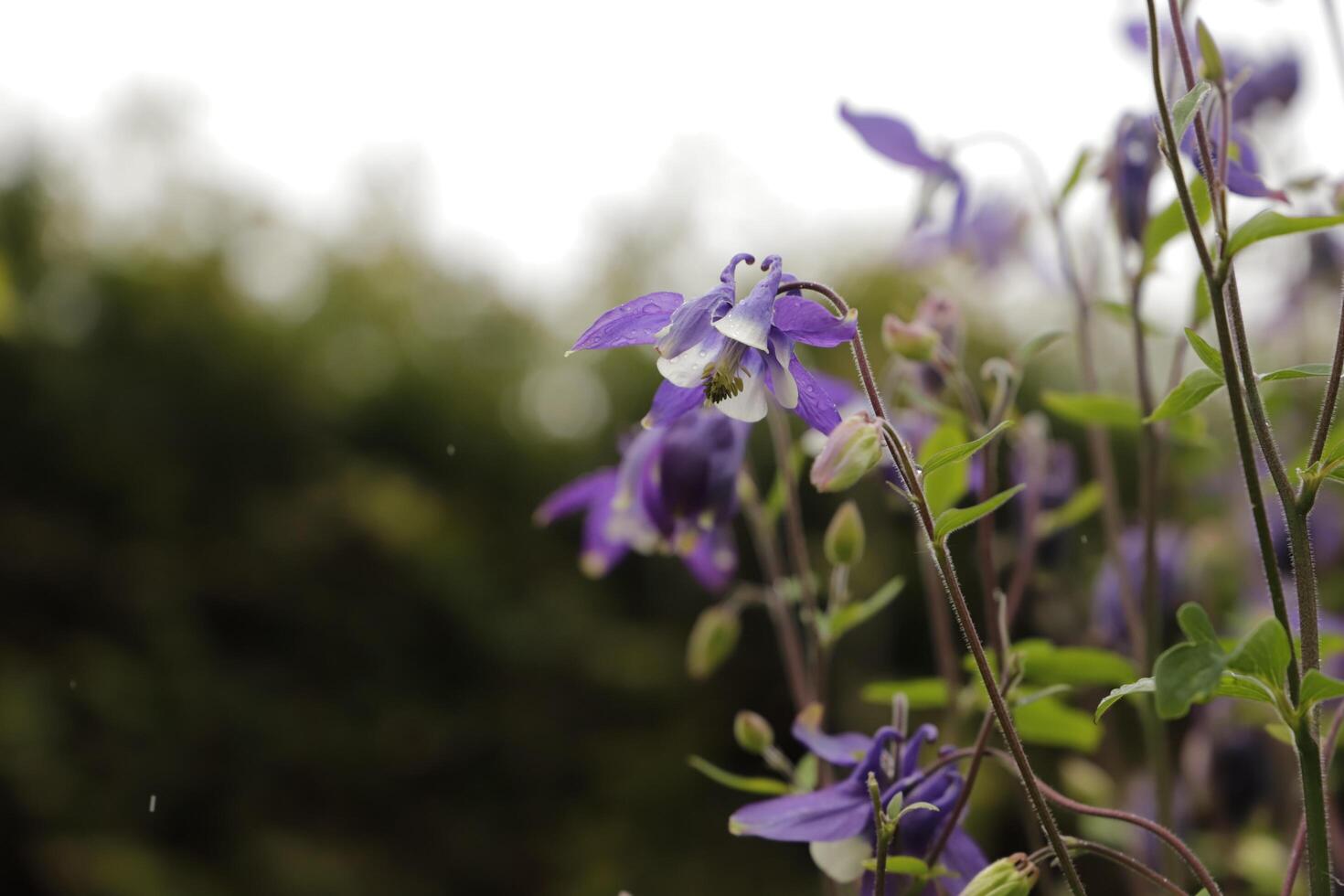 voorjaar bloem akelei foto