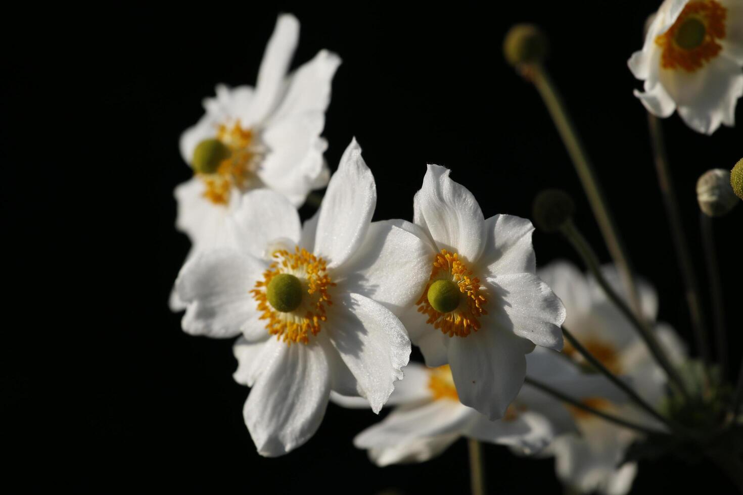 breekbaar wit anemoon bloem foto