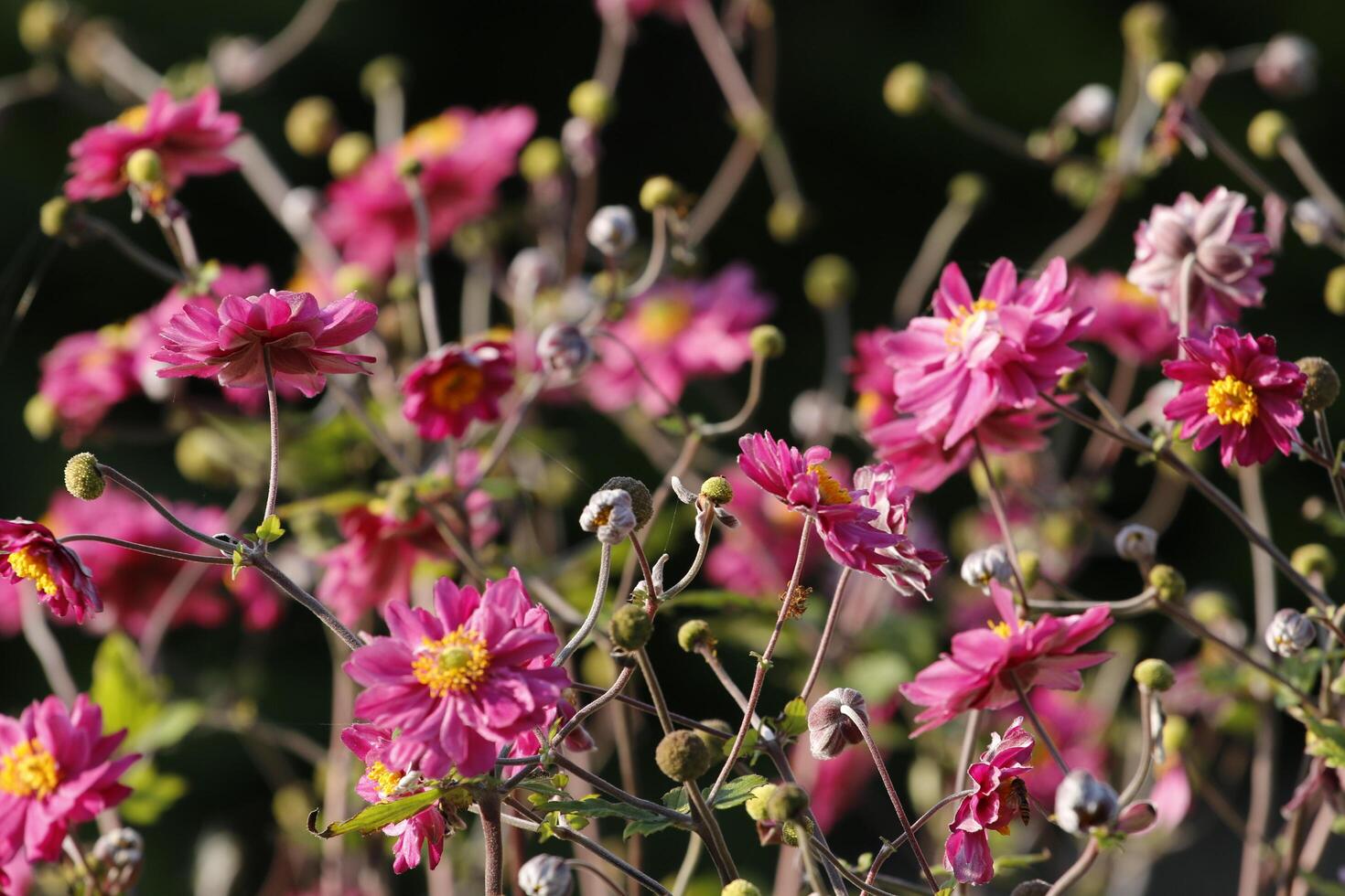 breekbaar roze anemoon bloem foto