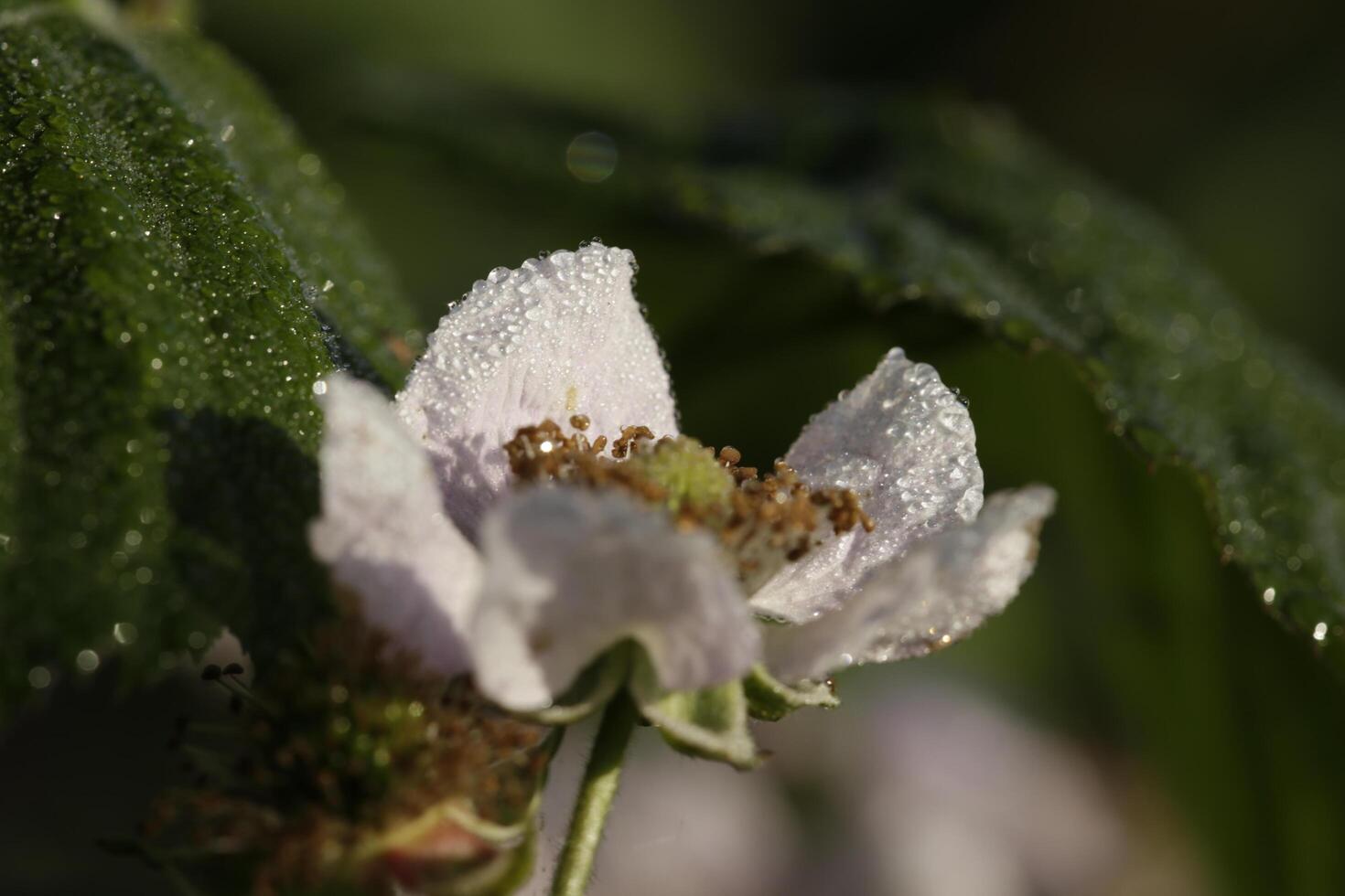 breekbaar wit anemoon bloem foto