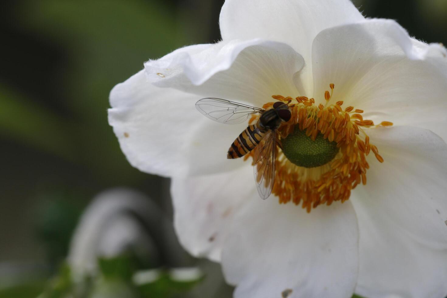 breekbaar wit anemoon bloem foto