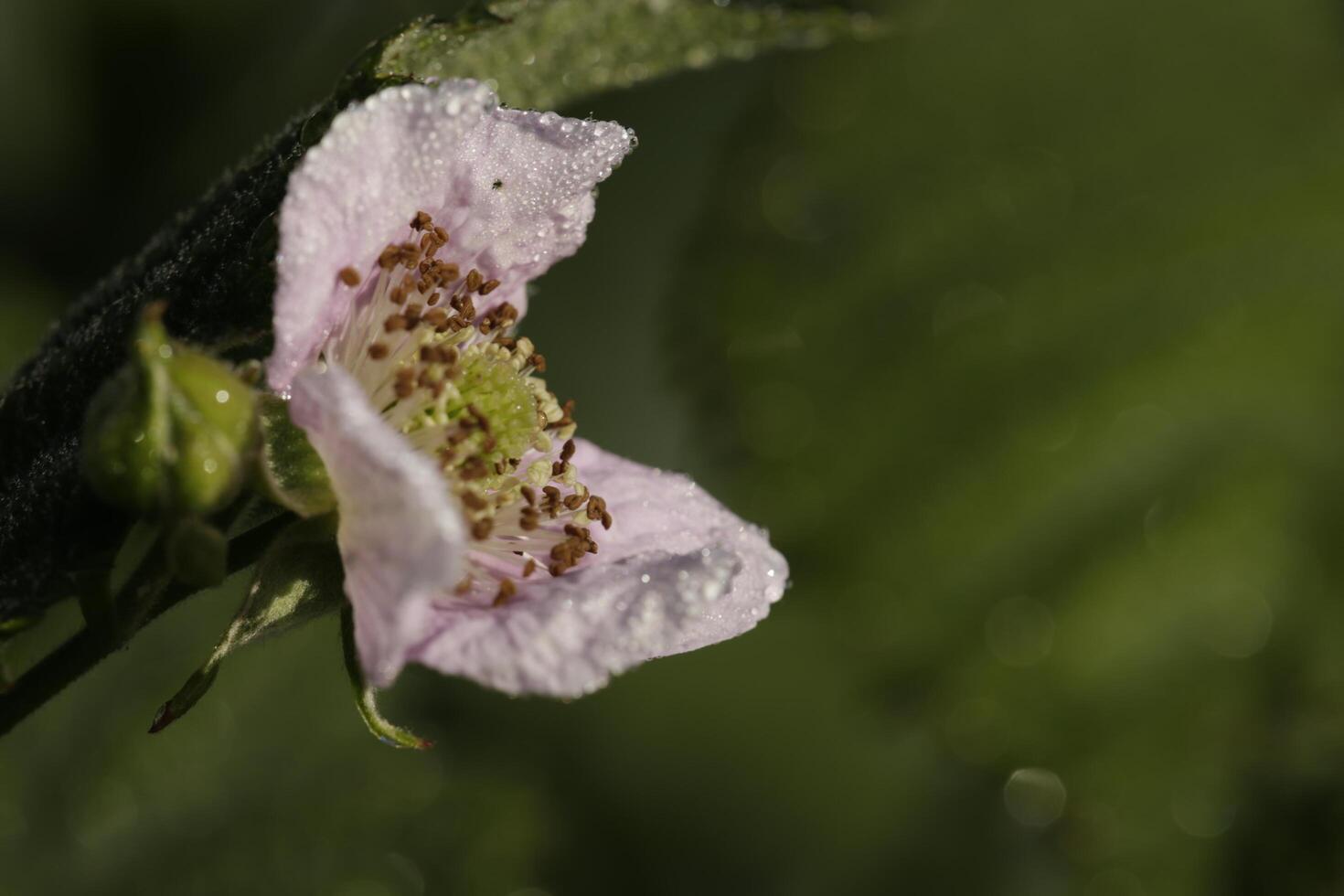 breekbaar wit anemoon bloem foto