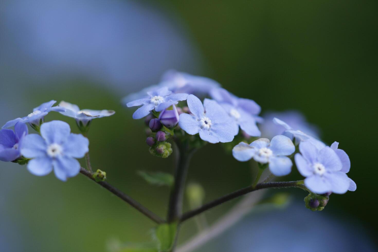 vergeten me niet bloemen een breekbaar blauw bloem foto