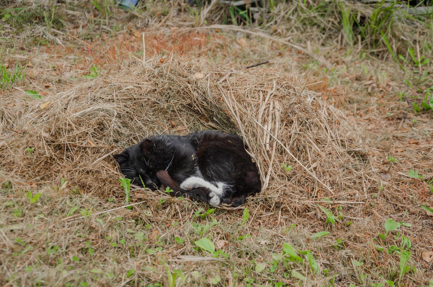 verdwaald kat aan het liegen Aan een stapel van hooi slapen foto