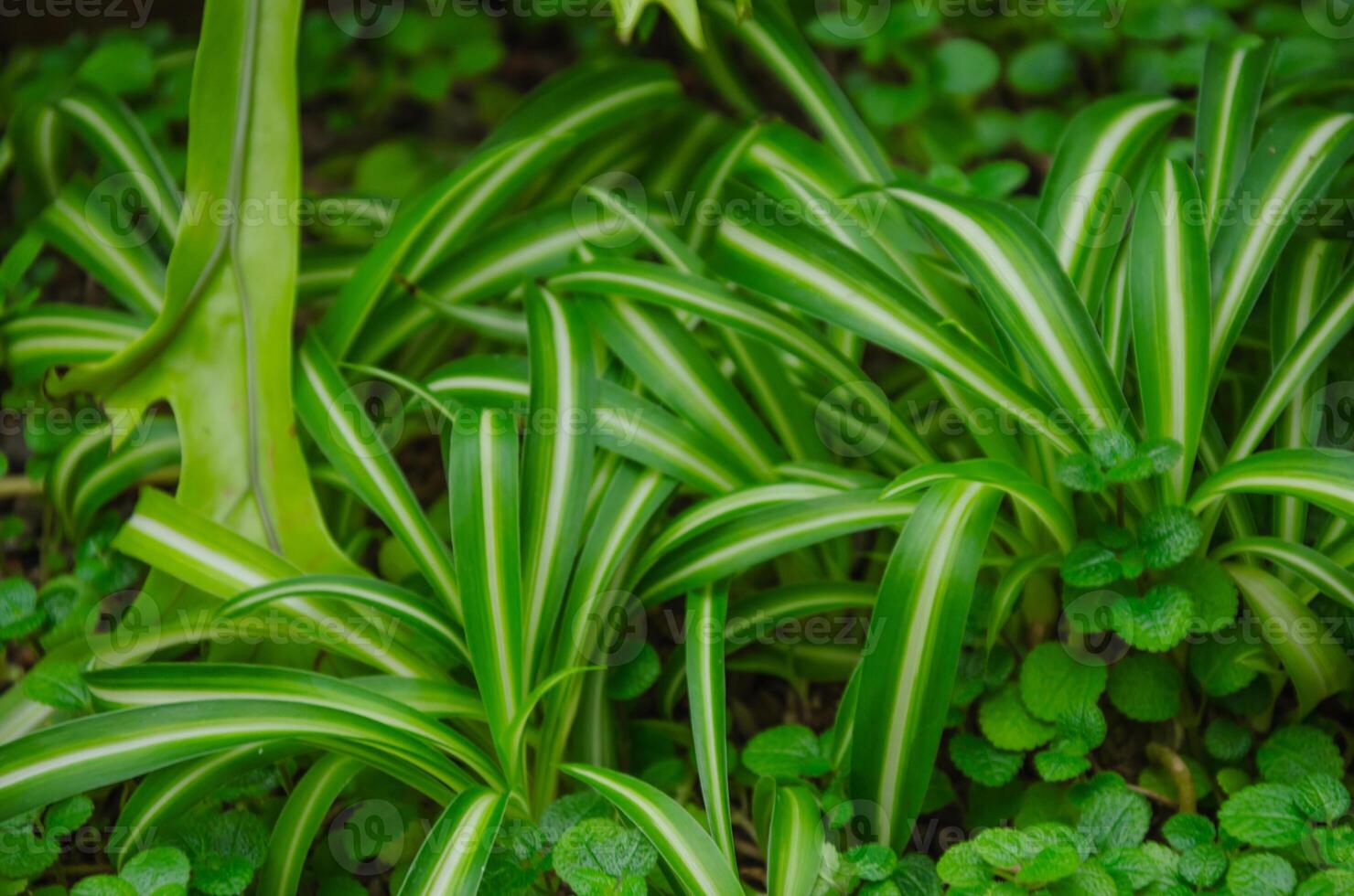 chlorophytum bloem fabriek voor huis of kantoor, groen achtergrond foto