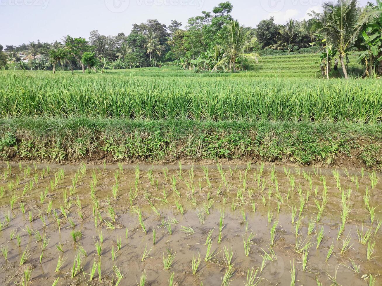 de achtergrond is een visie van rijst- rijstveld planten dat zijn nu al lager helder groen fruit foto