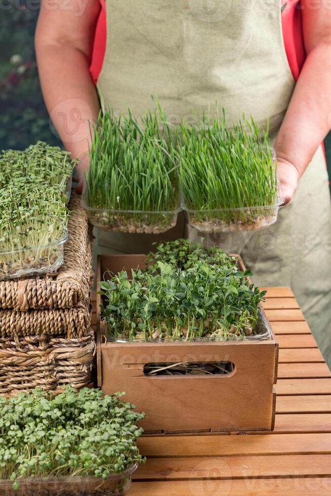 een vrouw houdt twee dienbladen van ontbijtgranen microgroenten. dichtbij Daar zijn veel dozen met verschillend microgroenten. foto