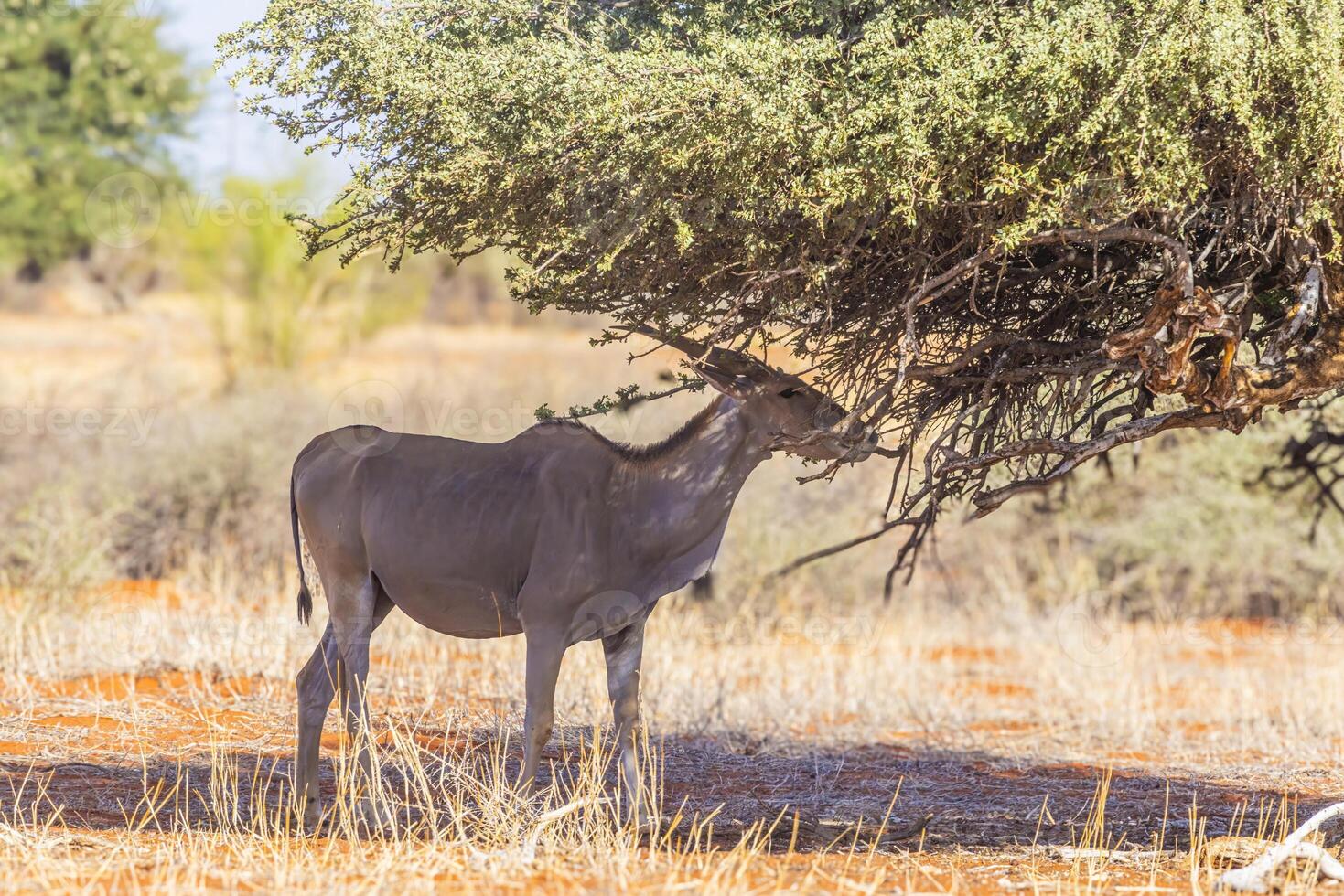 afbeelding van een kudu in etosha nationaal park in Namibië foto