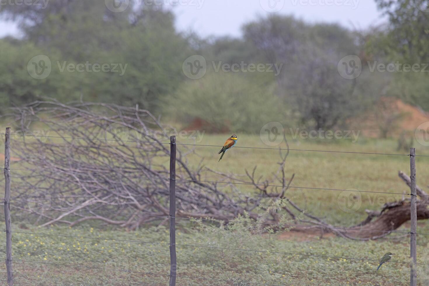 afbeelding van een kleurrijk bij eter vogel zittend Aan een hek in Namibië foto