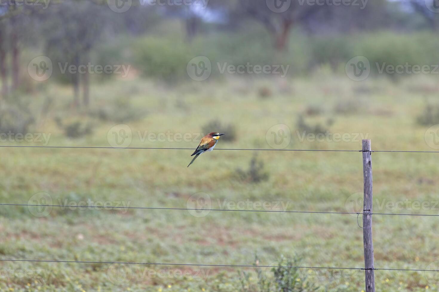 afbeelding van een kleurrijk bij eter vogel zittend Aan een hek in Namibië foto