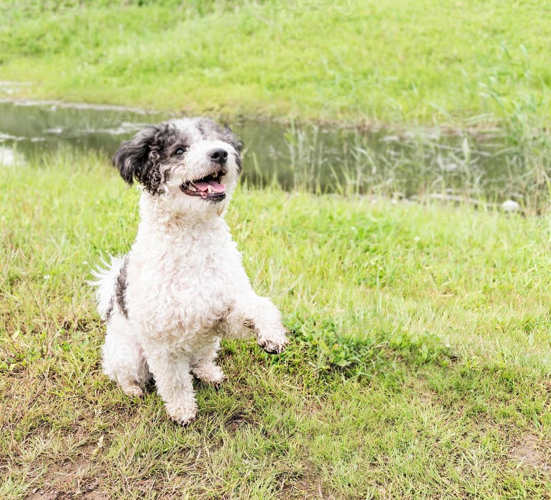 bichon frise hond zittend op groen gras geeft een poot aan de eigenaar buiten in het park foto