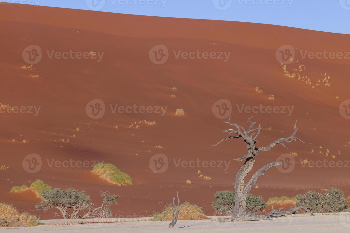 afbeelding van een dood boom in de deadvlei zout pan in de namib woestijn in voorkant van rood zand duinen in de ochtend- licht foto