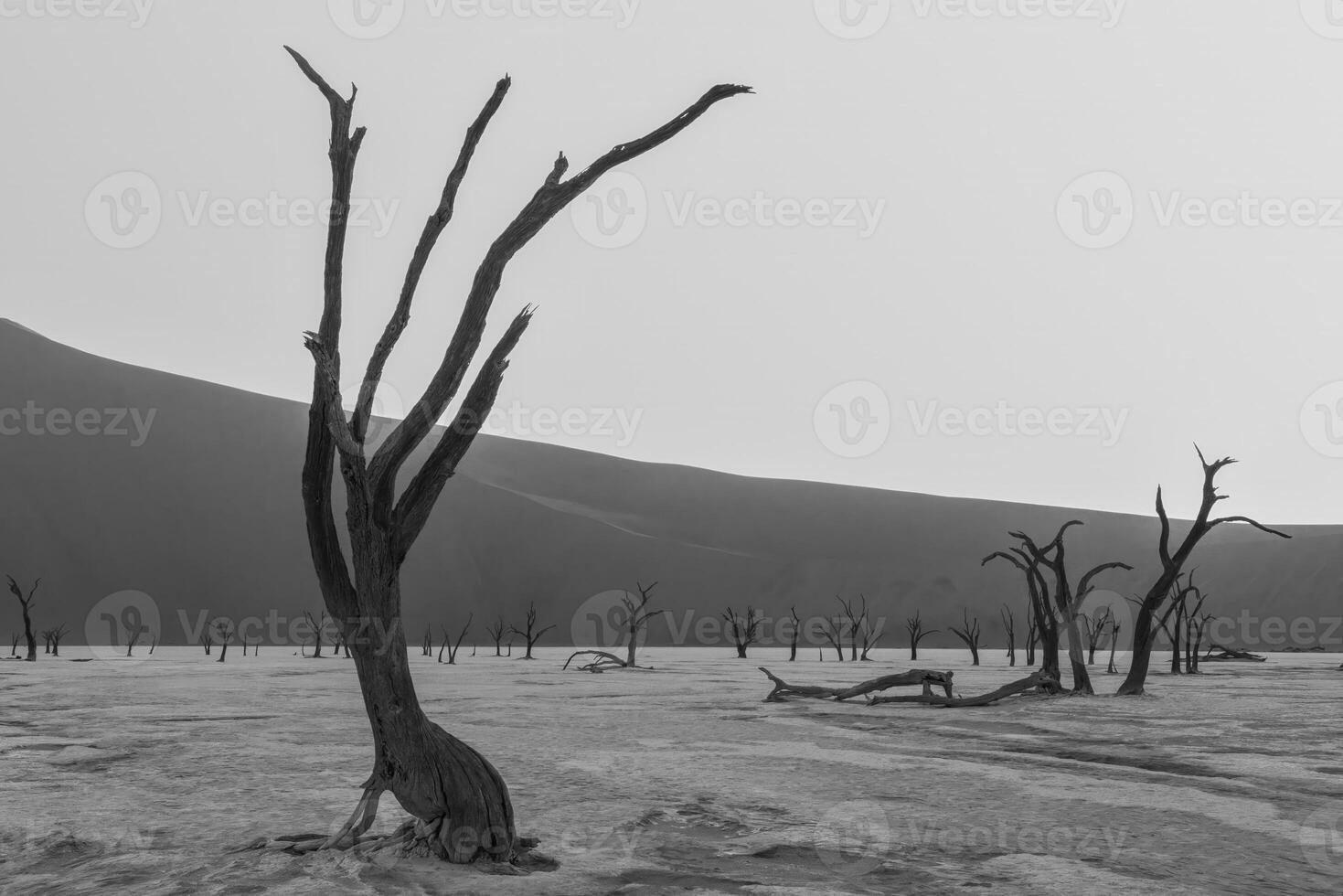 afbeelding van een dood boom in de deadvlei zout pan in de namib woestijn in voorkant van rood zand duinen in de ochtend- licht foto