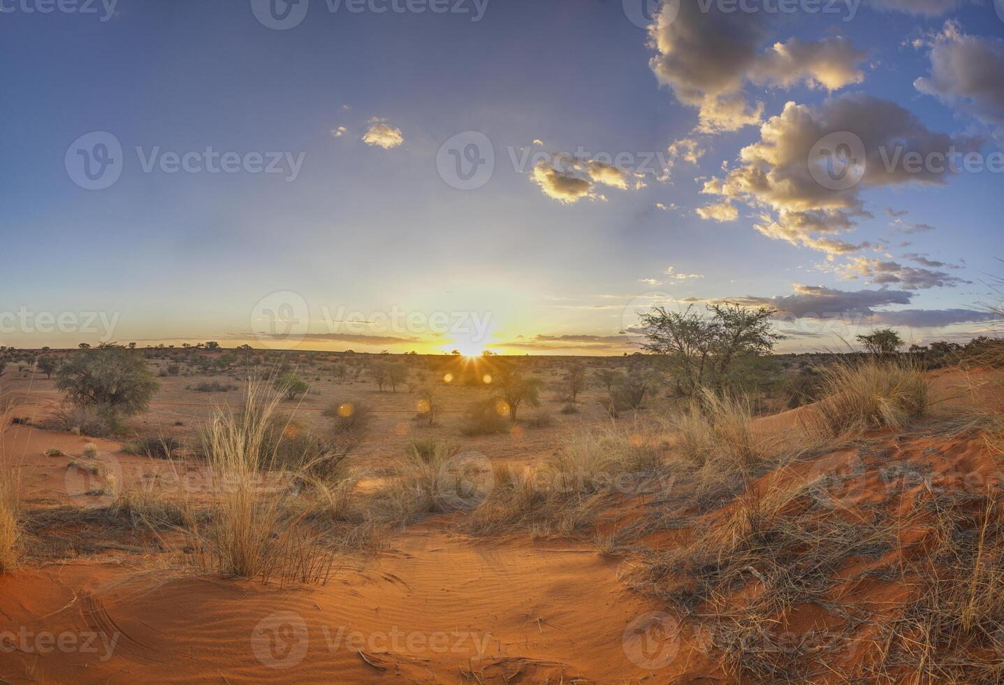 panoramisch afbeelding over- de namibisch Kalahari in de avond Bij zonsondergang met blauw lucht en licht wolken foto