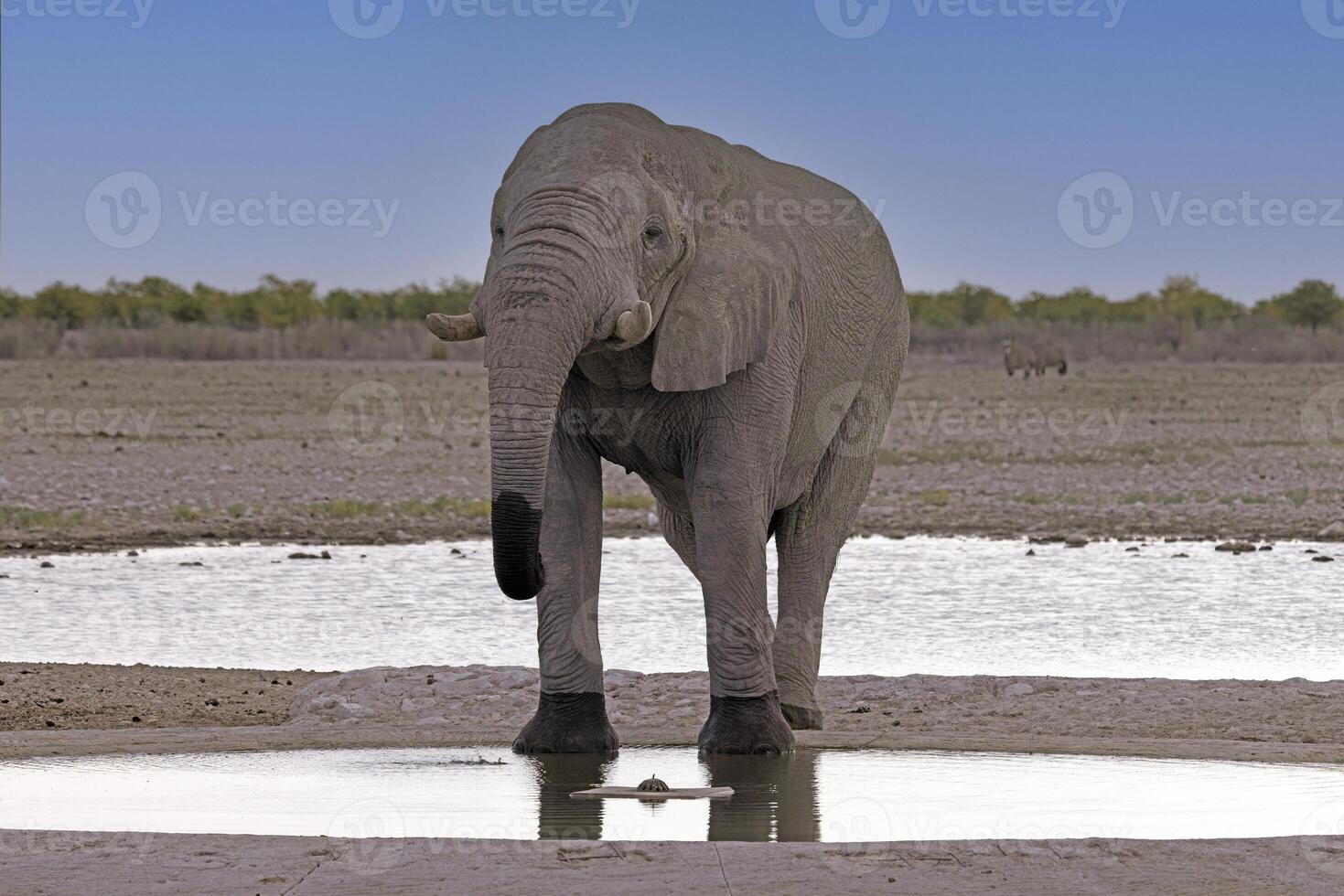 afbeelding van een drinken olifant Bij een waterput in etosha nationaal park in Namibië gedurende de dag foto