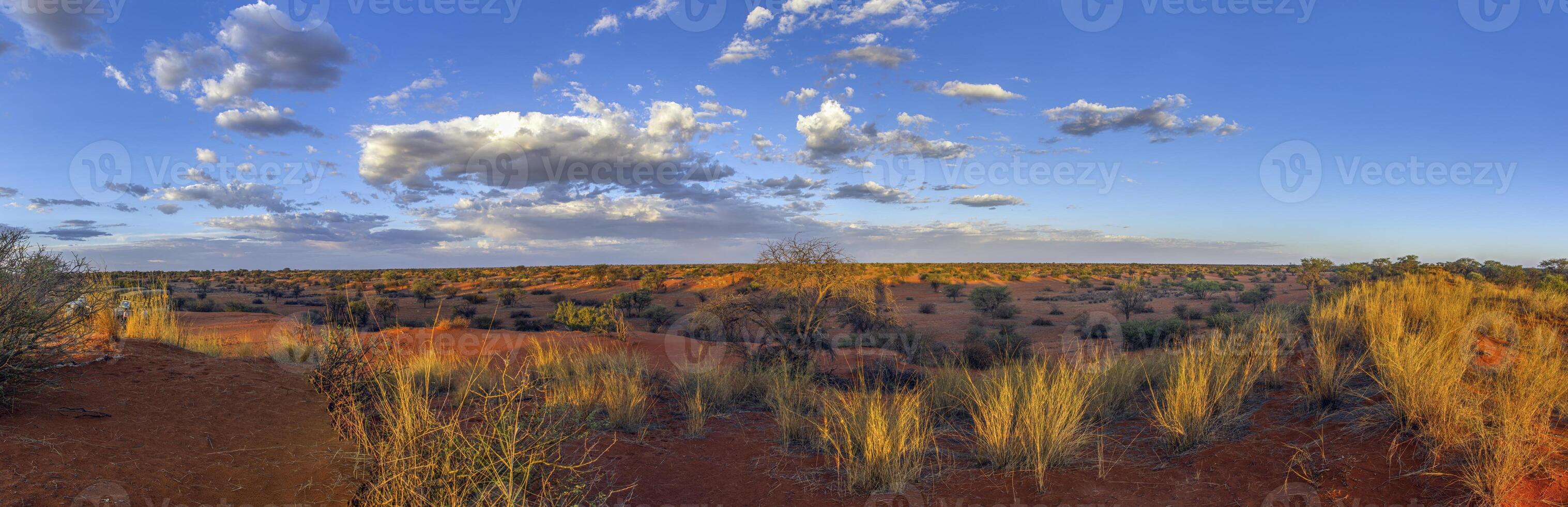 panoramisch afbeelding over- de namibisch Kalahari in de avond Bij zonsondergang met blauw lucht en licht wolken foto