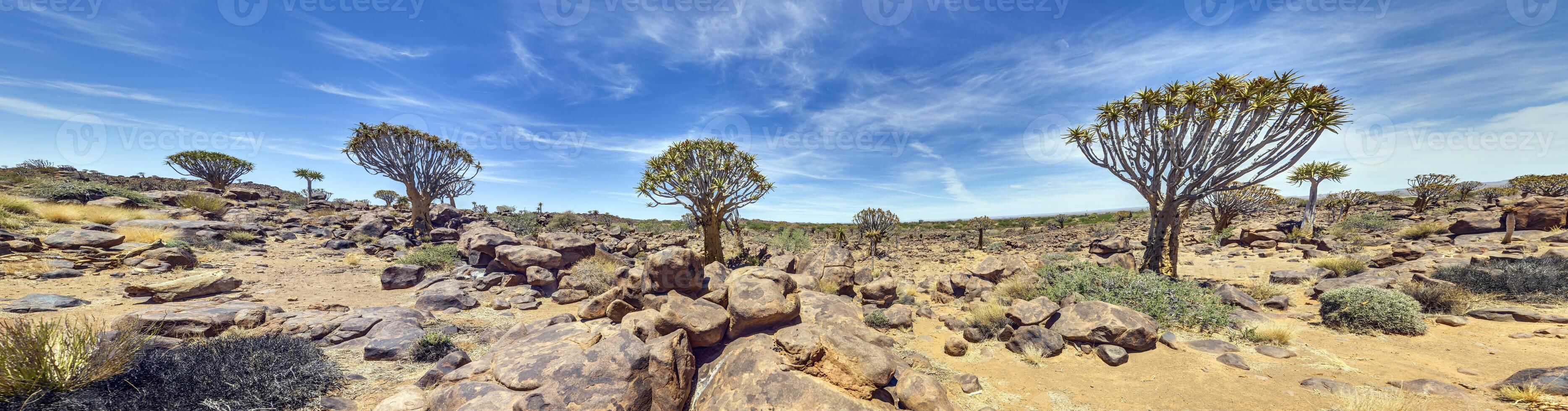 panoramisch afbeelding van een Pijlkoker boom in de Pijlkoker boom Woud in de buurt Keetmanshoop in zuidelijk Namibië foto