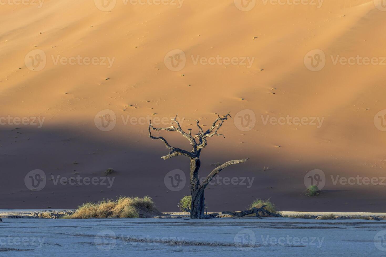 afbeelding van een dood boom in de deadvlei zout pan in de namib woestijn in voorkant van rood zand duinen in de ochtend- licht foto