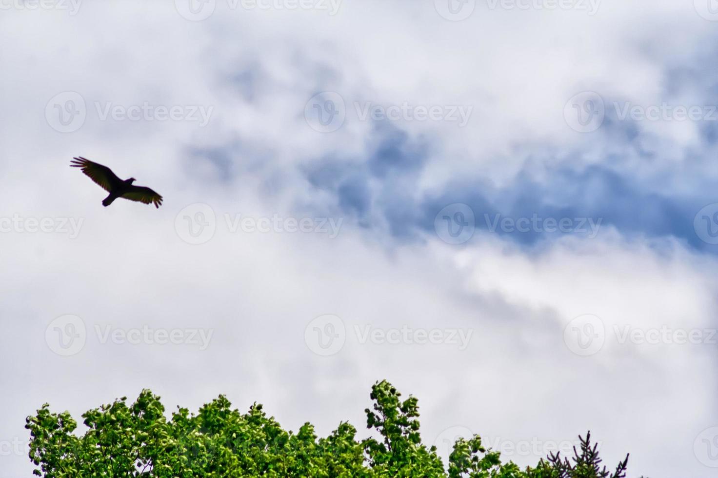 vogel die over bomen vliegt foto